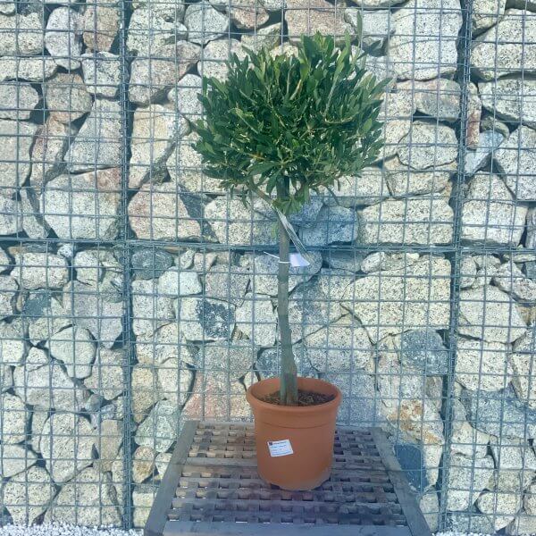 Tuscan Olive Tree 80 - 90 cm Quater Standard - 058CB0D8 FFE9 4F75 96C0 352EF7B616D0 scaled