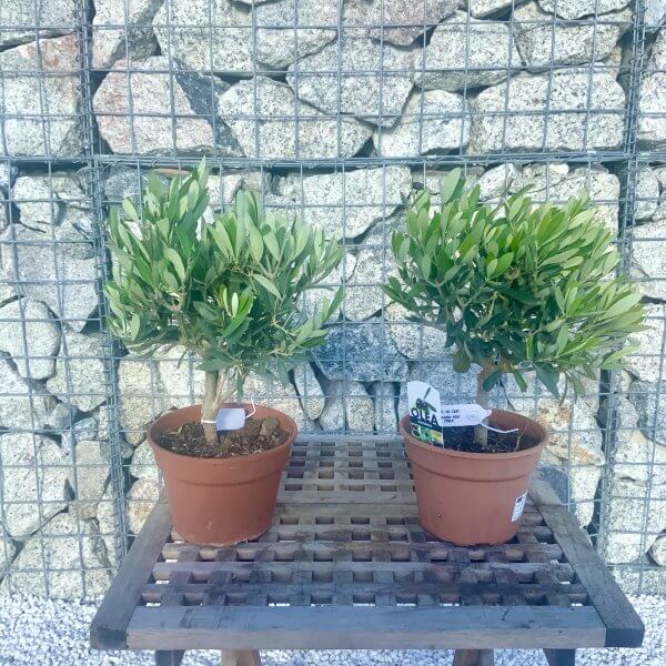 Tuscan Olive Tree Small Pair (Italian Olea) - 371E80FE 717B 4799 A591 A3673B3EBE6E scaled