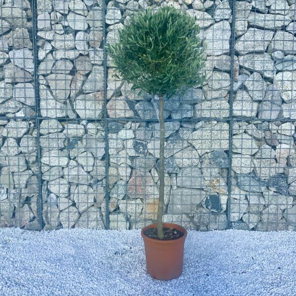 Tuscan Olive Tree 1.50-1.60M Half Standard - 4215777B CA19 4020 A6C8 58CBB05F95AC scaled