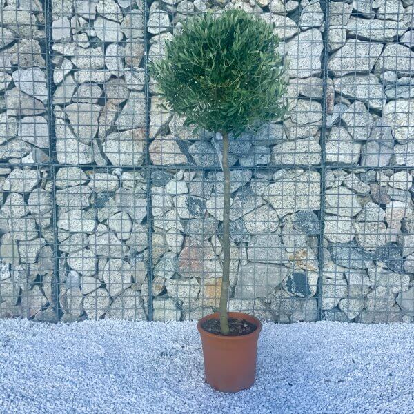 Tuscan Olive Tree 1.50-1.60M Half Standard (Italian Olea) - 4215777B CA19 4020 A6C8 58CBB05F95AC scaled