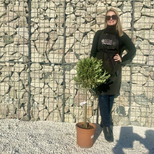 Tuscan Olive Tree 95 - 1M Half Standard (Italian Olea) - 448E85AA 0DC8 4447 9CDF A419893C72CD scaled