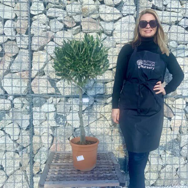 Tuscan Olive Tree 80 - 90 cm Quater Standard - 662B11ED 0CC1 4875 ADFB CF9B304004A5 scaled