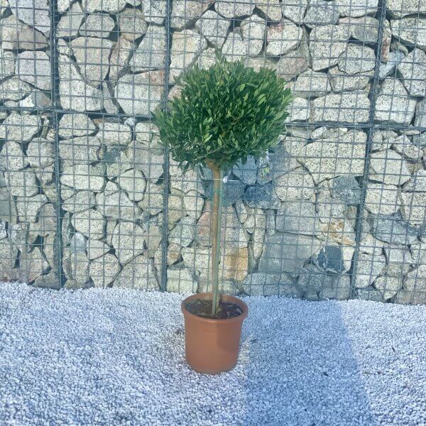 Tuscan Olive Tree 1.10-1.20M Half Standard (Italian Olea) - 821B77EC F954 42DE B21E 1C9118440C65 scaled