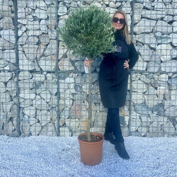 Tuscan Olive Tree 1.50-1.60M Half Standard (Italian Olea) - AAD464EB 8A39 4336 B104 83E04631D347 scaled