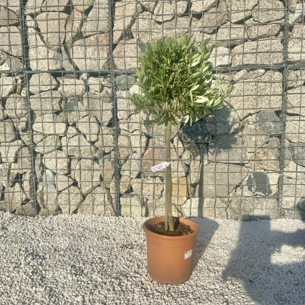 Tuscan Olive Tree 95 - 1M Half Standard (Italian Olea) - ACF484C5 61D4 4736 BA29 0EBC31712A81 scaled