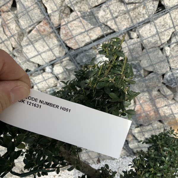 Ilex Crenata Kinme Cloud Tree H051 - 002E683A DE59 45D4 AB33 73CF5AA6C80B scaled