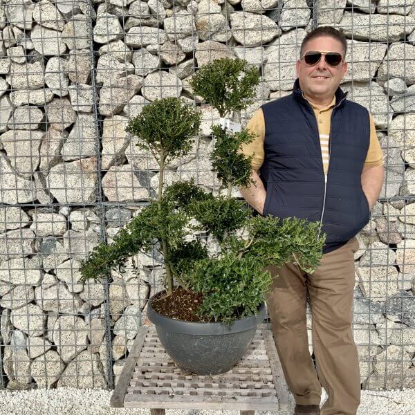 Ilex Crenata Kinme Cloud Tree H099