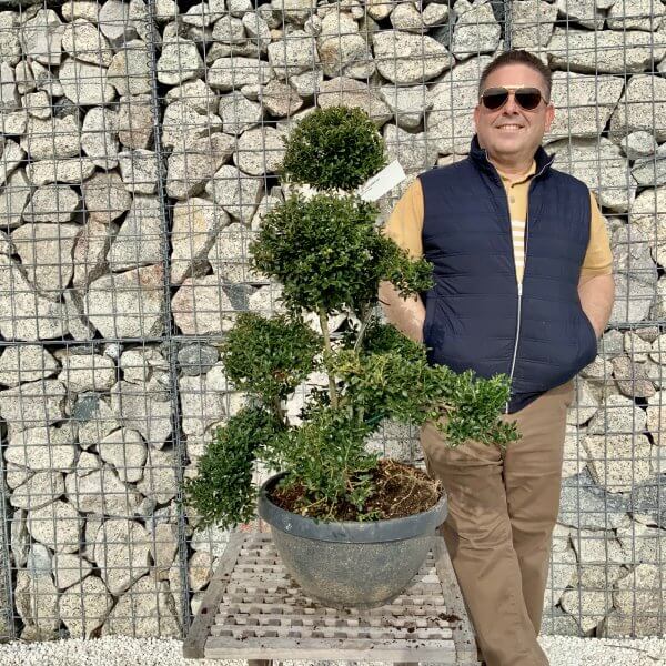 Ilex Crenata Kinme Cloud Tree H092 - 0133AE4F 97B2 494C 838D ABC864A6FCC4 scaled