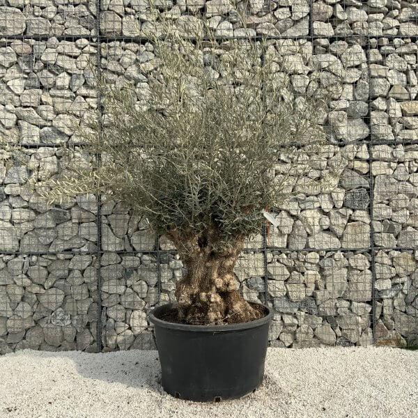Gnarled Olive Tree XXL (Ancient) H355 - 01CBE08E D4F2 4092 85EA 86558EA90BCB scaled