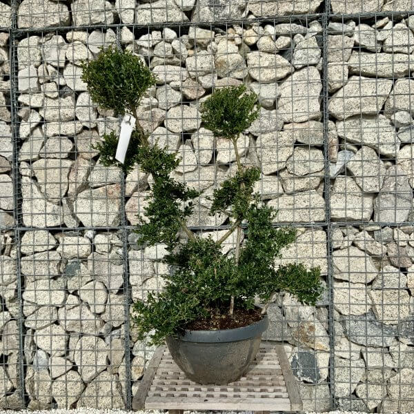 Ilex Crenata Kinme Cloud Tree H082 - 02C74D34 1ABF 4B84 88BD E8E2C170034E scaled
