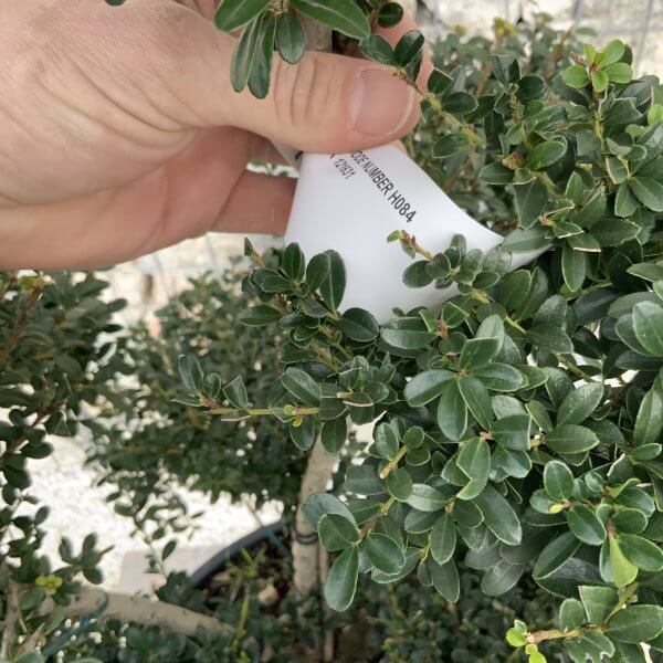 Ilex Crenata Kinme Cloud Tree H084 - 030EB4C2 E611 46A2 AB72 6716D093221A scaled