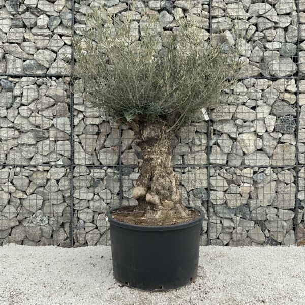 Gnarled Olive Tree XXL (Ancient) H311 - 043C0831 945A 49E9 8A01 2AB2CF93195C scaled