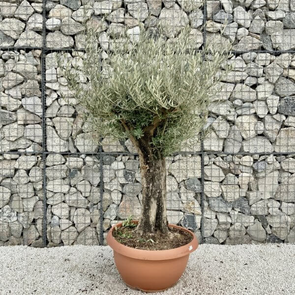Olive Tree Gnarled XXL Natural Crown (In Patio Pot) H430 - 0467A664 0787 457A 9B9A 6F57D9233EA4 1 105 c
