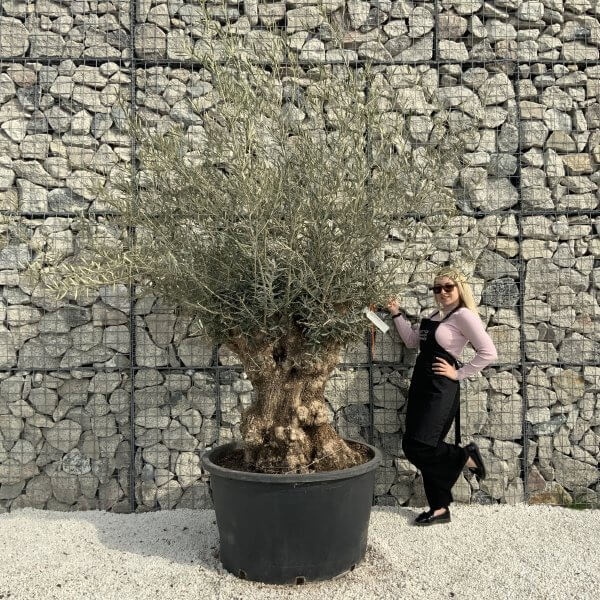 Gnarled Olive Tree XXL (Ancient) H355 - 04B34DF2 7F48 4813 ADC1 002D87C31341 scaled