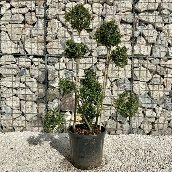 Ilex Crenata Kinme Pom Pon Cloud Tree H147 - 0578BD6A 1280 4F87 84B9 FA6EC8461A41 scaled