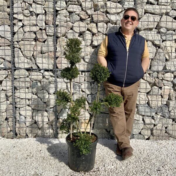Ilex Crenata Kinme Pom Pon Cloud Tree H124 - 05867A26 1DF4 4914 ABA9 D43565AEB7CC 1 105 c