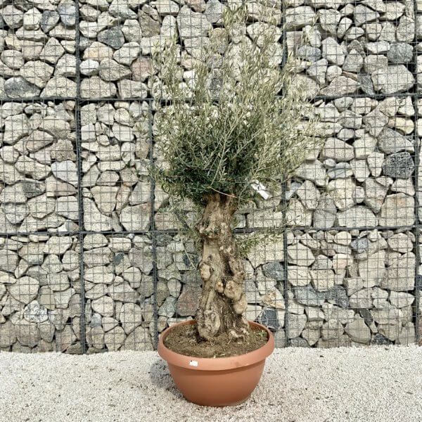 Olive Tree Gnarled XXL Natural Crown (In Patio Pot) H456 - 059D939A 15D7 4E78 AD4D 9E249B00BD9D 1 105 c