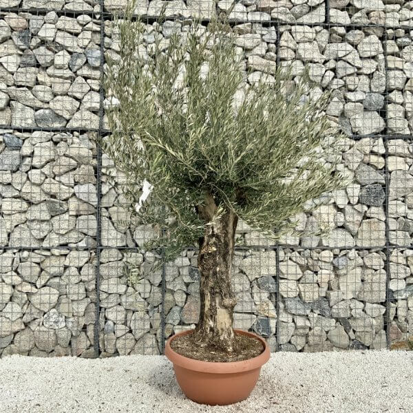 Olive Tree Gnarled XXL Natural Crown (In Patio Pot) H436 - 05F14F5C 431F 4903 81BC 399D881C08CB 1 105 c