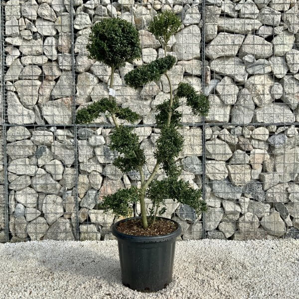 Ilex Crenata Kinme Cloud Tree H0180 - Image 2
