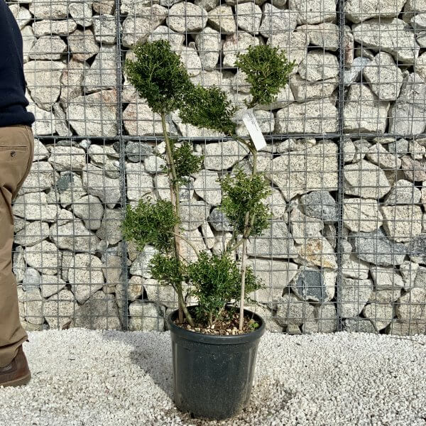 Ilex Crenata Kinme Pom Pon Cloud Tree H160 - 06B46576 E3A7 4132 A6B3 9903871B279C scaled
