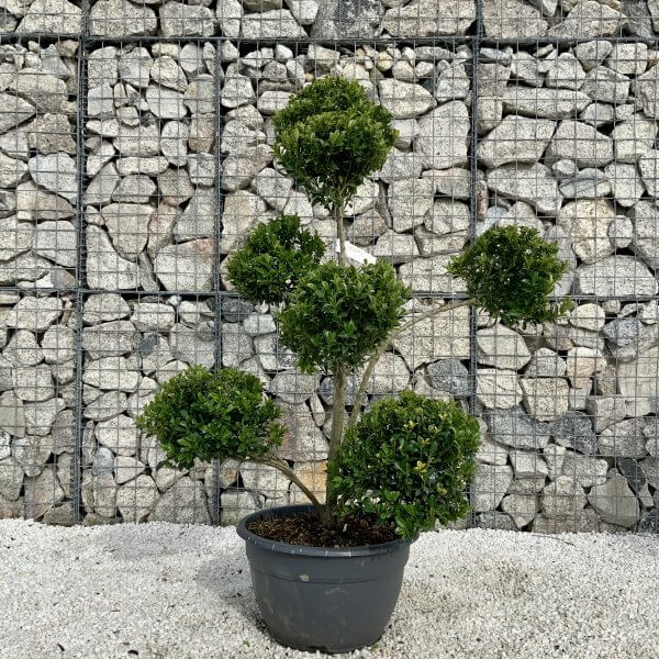 Ilex Maximowicziana Cloud Tree H040 - Image 2