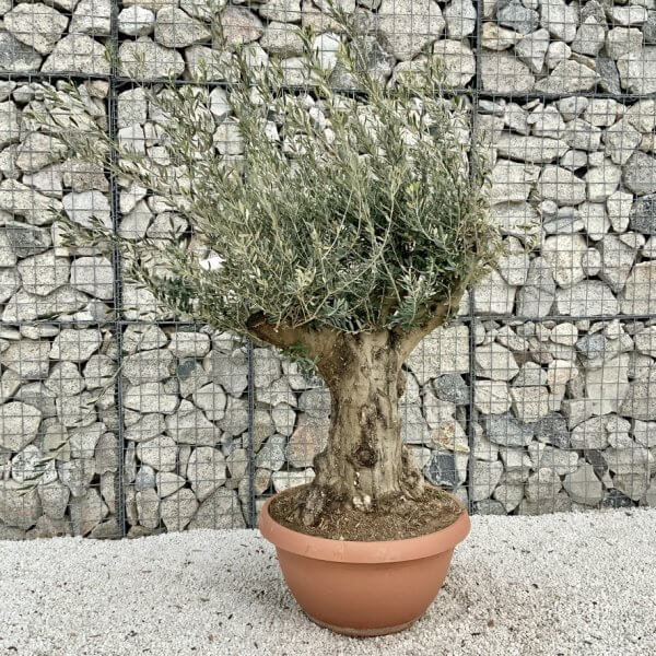 Olive Tree Gnarled XXL Natural Crown (In Patio Pot) H426 - 076ED0C8 6295 4C7A 94BE 66366C6F4D3E 1 105 c