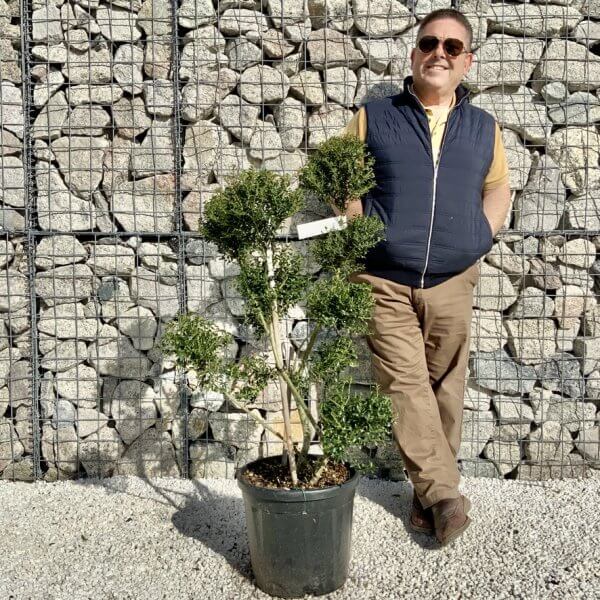 Ilex Crenata Kinme Pom Pon Cloud Tree H132 - 081BD129 D1F0 49D0 B0B6 2FF6561961B6 1 105 c