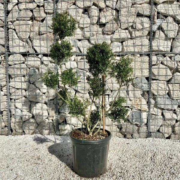 Ilex Crenata Kinme Pom Pon Cloud Tree H110 - 0829769B 34DC 4AB5 B902 EA582EFC23E7 1 105 c
