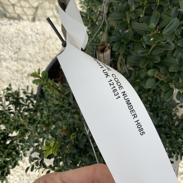 Ilex Crenata Kinme Cloud Tree H085 - 08661745 62D8 4E76 9FDB 54C79A499159 scaled