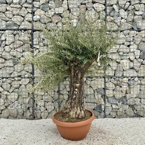 Olive Tree Gnarled XXL Natural Crown (In Patio Pot) H469 - 08EC1243 F444 4F21 846C 02242F8585C9 1 105 c