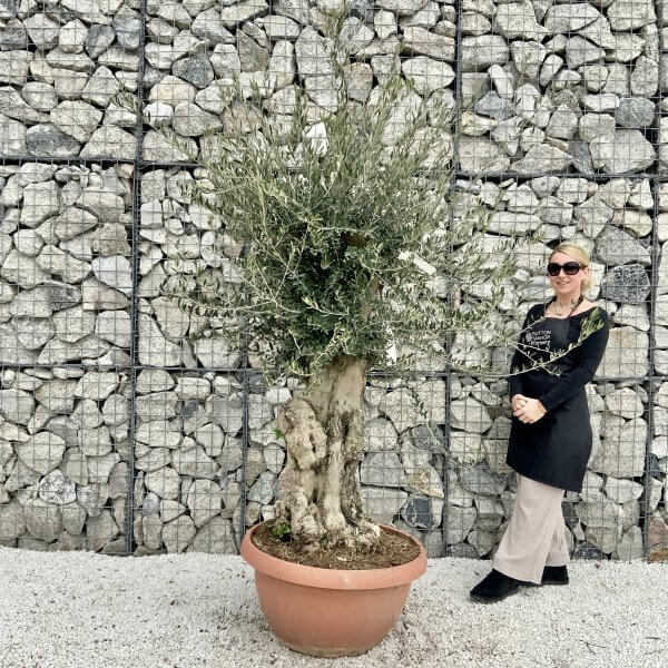 Olive Tree Gnarled XXL Natural Crown (In Patio Pot) H396 - 098B7E7D 9E41 4F34 81FC BE16E8E0FD1D scaled