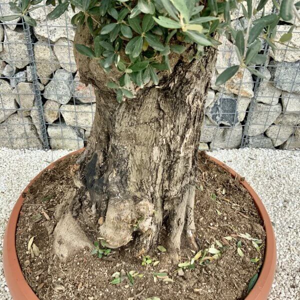 Olive Tree Gnarled XXL Natural Crown (In Patio Pot) H462 - 09D6304A FF15 4353 8088 6DA21EF04B39 1 105 c