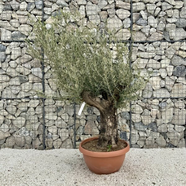 Olive Tree Gnarled XXL Natural Crown (In Patio Pot) H457 - 0A9D2045 61BB 4B08 B7E0 ABF2D1DCC87D 1 105 c