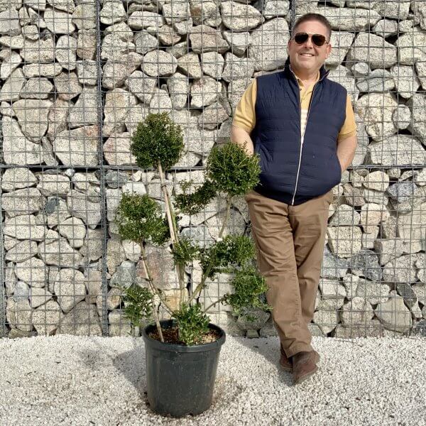 Ilex Crenata Kinme Pom Pon Cloud Tree H162 - 0B48A2DA 501B 4BE2 8749 9A472E459907 scaled