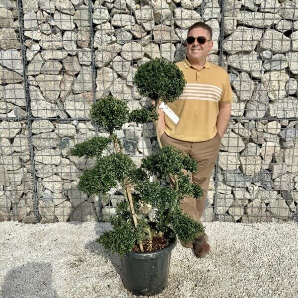 Ilex Crenata Kinme Cloud Tree H054