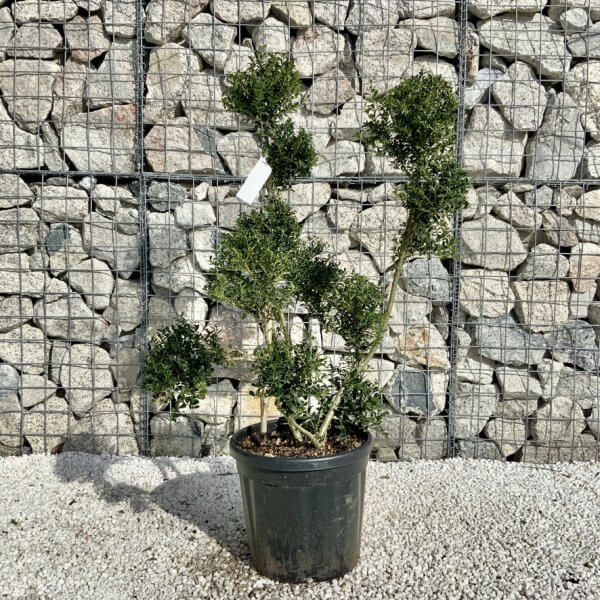 Ilex Crenata Kinme Pom Pon Cloud Tree H126 - 0CBA2376 828E 433F A73B 9E61E17BB3AD 1 105 c