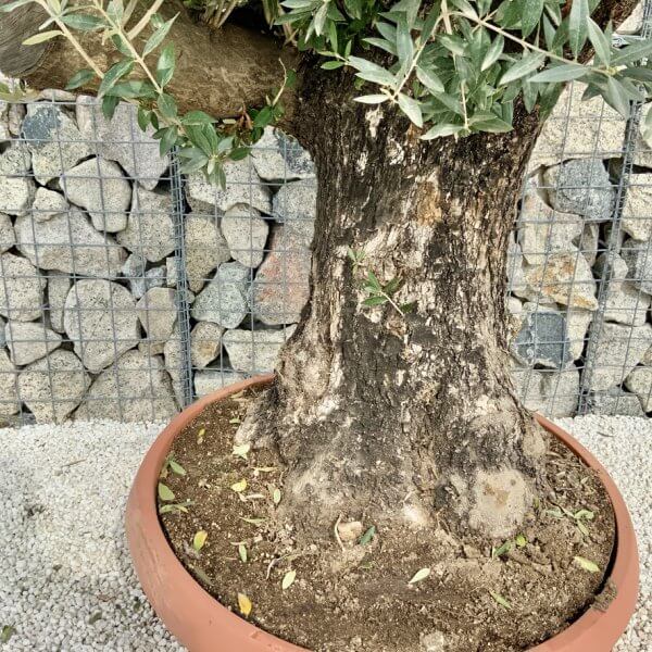 Olive Tree Gnarled XXL Natural Crown (In Patio Pot) H448 - 0D5AB792 6E58 4EF2 BB91 74B2C68A68F5 1 105 c