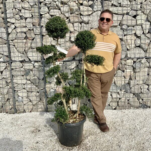 Ilex Crenata Kinme Cloud Tree H051 - 0D63E07A 07A3 49E1 89D3 021DDB0AE061 scaled