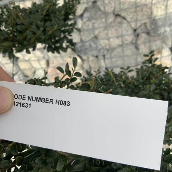 Ilex Crenata Kinme Cloud Tree H083 - 0D9CBBED 9C9D 4803 8731 4AA99CFCAE4F scaled