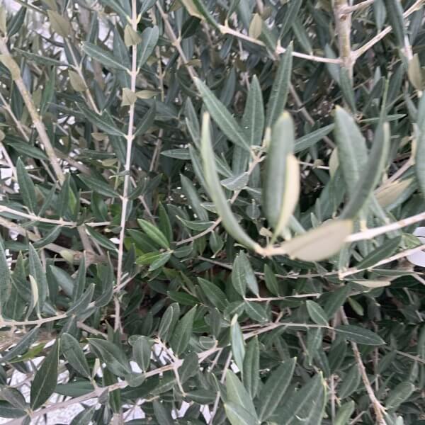 Olive Tree Gnarled XXL Natural Crown (In Patio Pot) H393 - 0DA1794D 8E70 47BF B6AA 998A3A263F5C scaled
