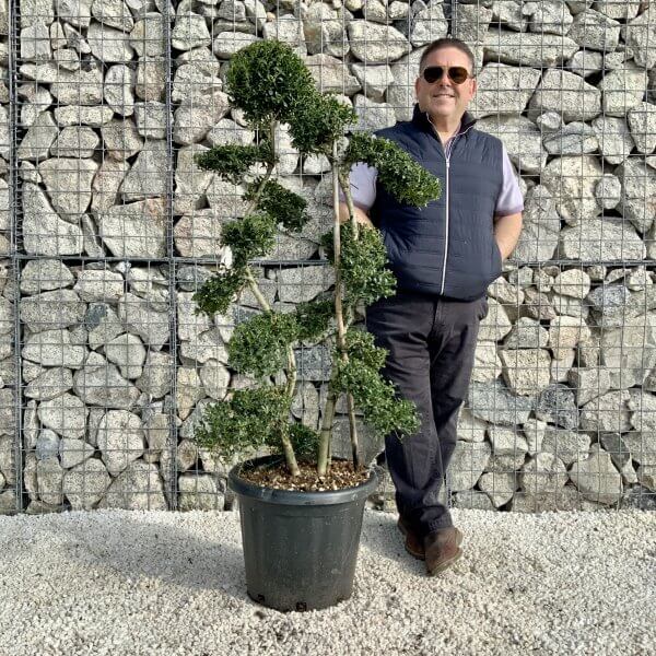 Ilex Crenata Kinme Cloud Tree H178