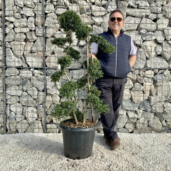 Ilex Crenata Kinme Cloud Tree H0178 - 0E13DDC3 9661 4D7C A3E8 0620E716D420 scaled