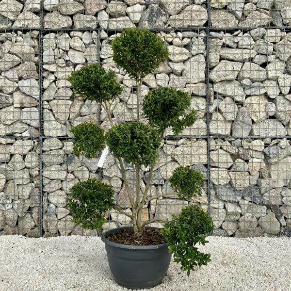 Ilex Maximowicziana Cloud Tree H033 - 0EC6F414 B2B2 4C41 8C98 FE5CC322C3CB scaled