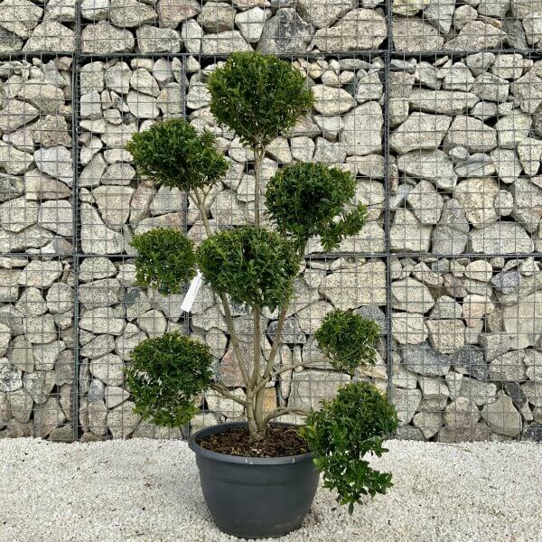 Ilex Maximowicziana Cloud Tree H033 - 0EC6F414 B2B2 4C41 8C98 FE5CC322C3CB scaled