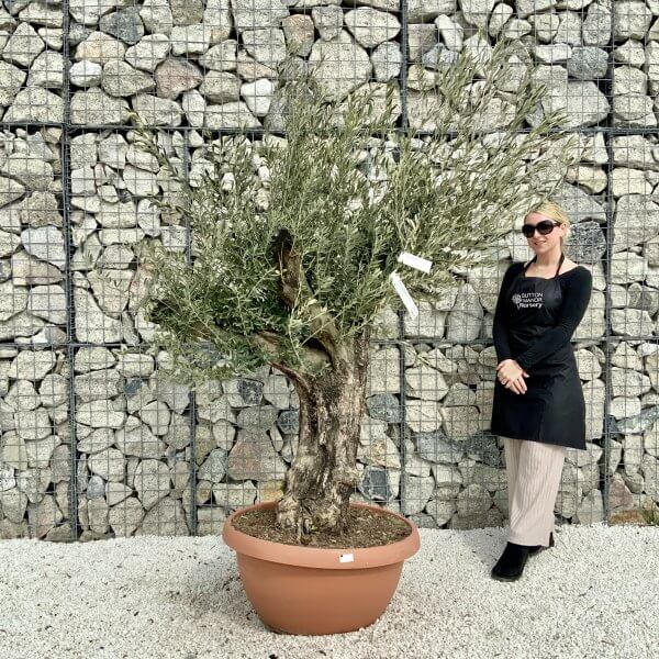 Olive Tree Gnarled XXL Natural Crown (In Patio Pot) H408 - 0F3782A9 6D6C 4A22 8407 84D13D027953 scaled