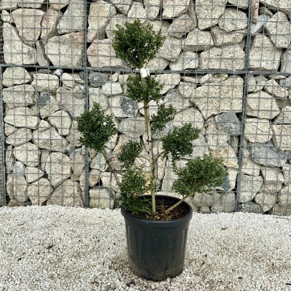 Ilex Crenata Kinme Pom Pon Cloud Tree H070 - 0F6F7219 6460 4983 BE87 E722372BC760 scaled