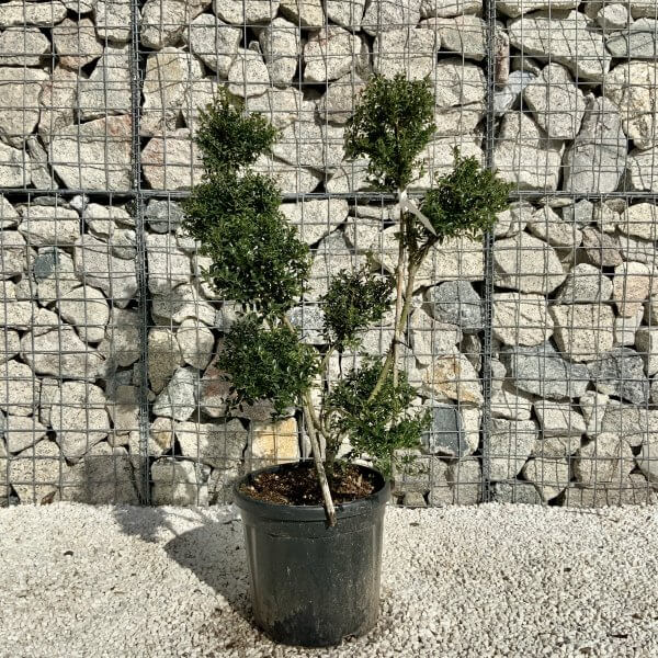 Ilex Crenata Kinme Pom Pon Cloud Tree H146 - 1001BCBF B068 4E68 BB6B 6CBF60DEF3B2 scaled