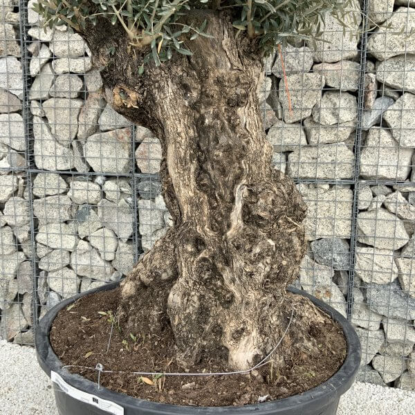 Gnarled Olive Tree XXL (Ancient) H317 - 107ACCA0 455D 4859 B390 29B730252945 scaled