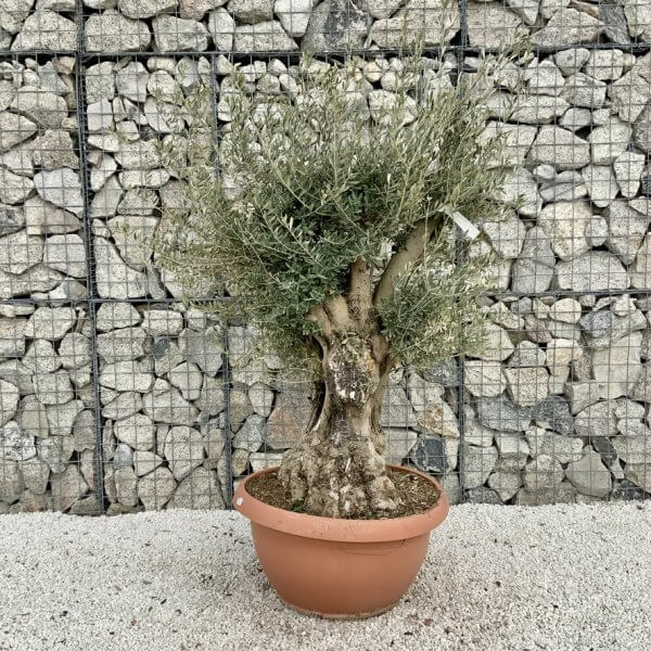 Olive Tree Gnarled XXL Natural Crown (In Patio Pot) H424 - 10C1CB92 CB97 4C69 BA04 4779FBA47226 1 105 c