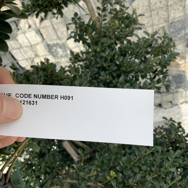 Ilex Crenata Kinme Cloud Tree H091 - 10DBDE3A ADD0 4101 ABE4 52065195810E scaled